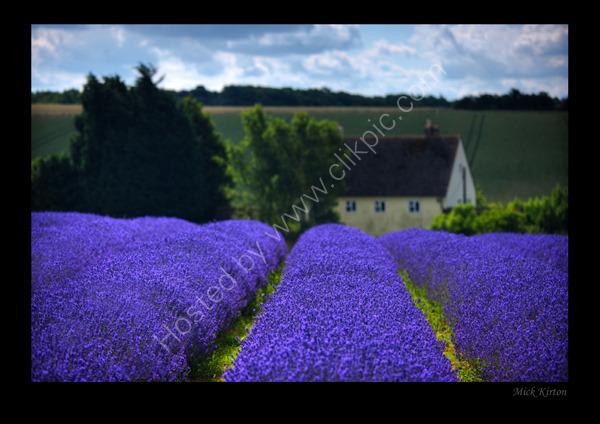 Lavender fields of England