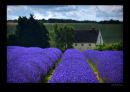 Lavender fields of England
