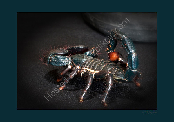 Cuddles the Scorpion