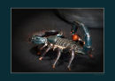 Cuddles the Scorpion