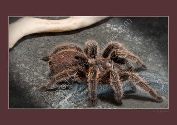 Tarantula spider