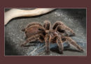 Tarantula spider