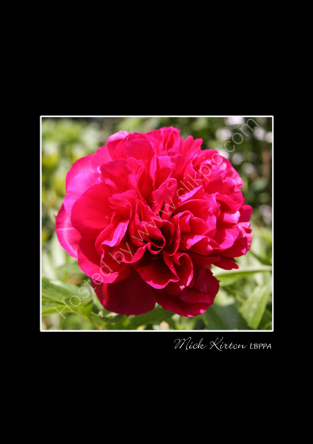 Peony