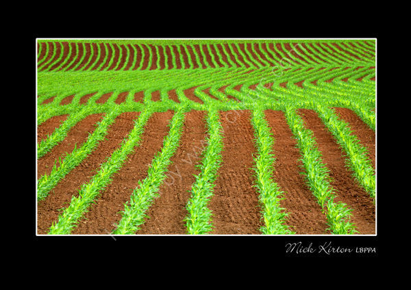 The next crop