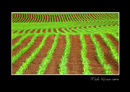 The next crop