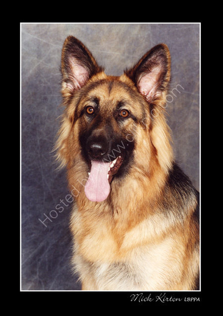 German Shepherd