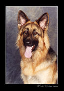German Shepherd