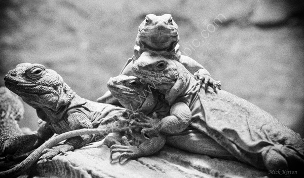 Lizard family