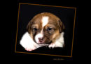 Pet Portrait Award 2010 -  First Place, May 2010 (Licentiate)