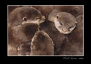 Otter cubs