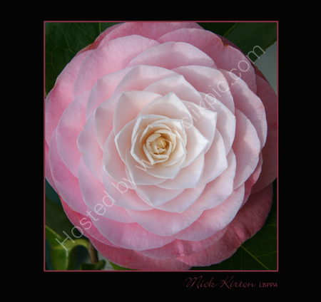 Camelia