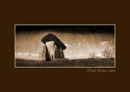 Trevethy Quoit