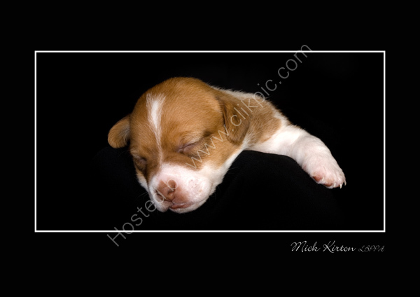 Sleeping Cutie