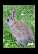 Wiltshire bunny rabbit