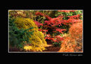 Autumn Colour