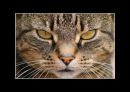Pet Portrait Overall Award - 3rd Place