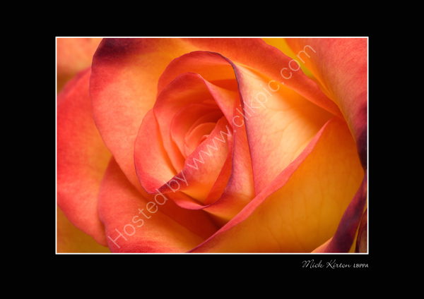 Peach Rose