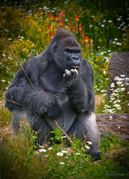 Silverback Gorilla
