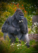Silverback Gorilla