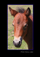 Dartmoor Foal