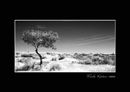 Dartmoor tree