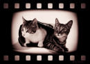 Biffa & Boffa 