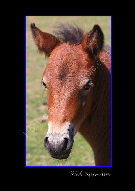 Dartmoor Foal