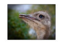 Emu