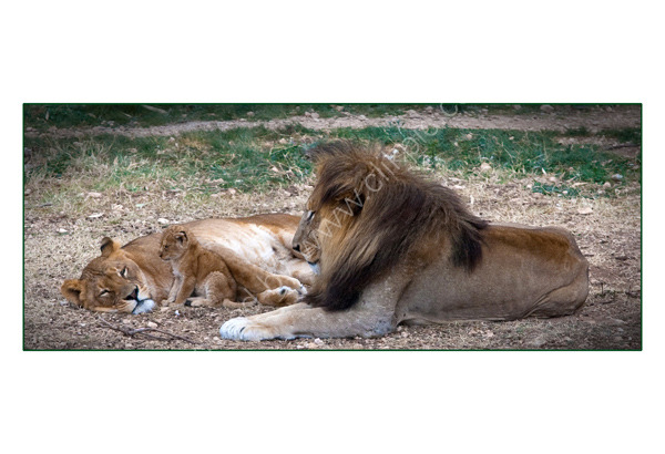 Lions