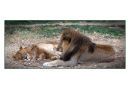 Lions