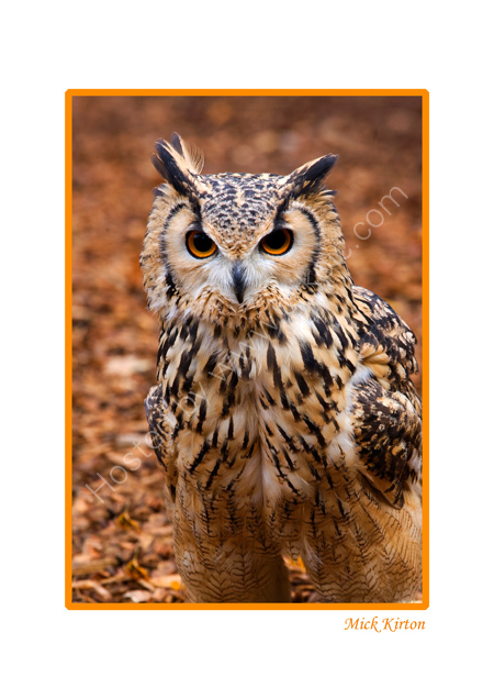 Owl