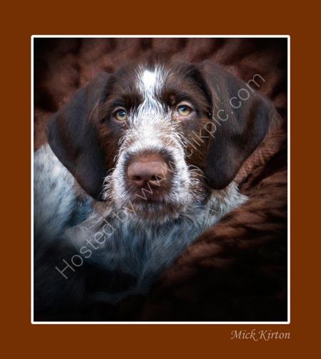 German Wire-Haired Pointer (Toby)