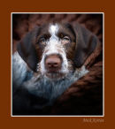 German Wire-Haired Pointer (Toby)