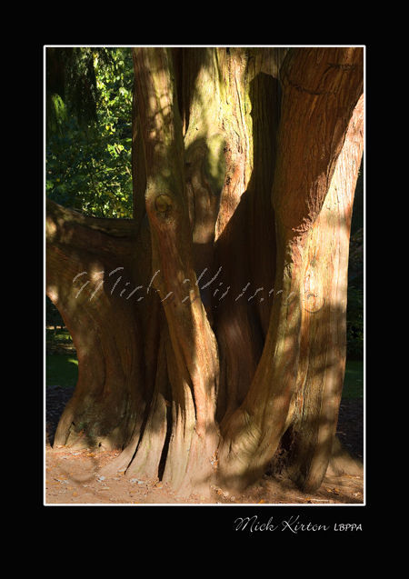 Westonbirt Tree