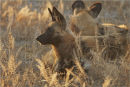 african wild dogs, botswana