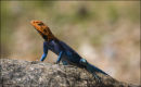 agama lizard,tanzania