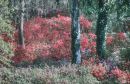 azalea wood soth carolina