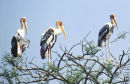 bharatpur storks