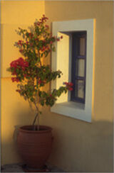 bouganvilla and window