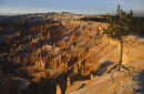 bryce 3