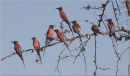 carmine bee eaters,tanzania