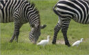 cattle egrets with zebras,tanzania