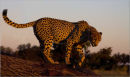 cheetah,botswana