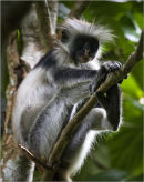colobus monkey zanzibar