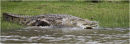 croc,tanzania