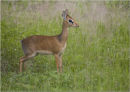 dik dik tanzania