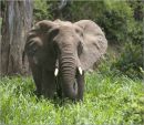 elephant,tanzania