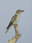 european roller,tanzania