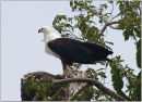 fish eagle,tanzania