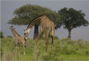 giraffe mum and baby,tanzania